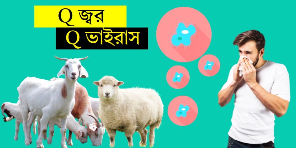 Q Fever / Q Virus সংক্রমণ ছড়াতে পারে গৃহপালিত স্তন্যপায়ী প্রাণীদের থেকে