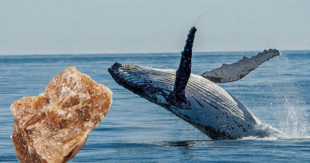 তিমি মাছের বমি আসলে কি? / What is whale vomit or Ambergris?