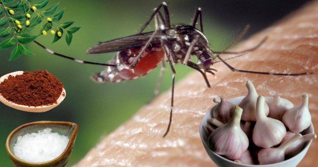 মশা থেকে মুক্তি পাওয়ার সহজ ঘরোয়া পদ্ধতি (Mosquito Home Remedy)